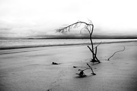 Pacific Northwest
