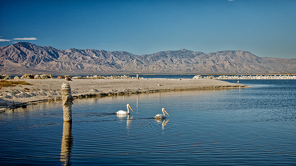 Pelicans