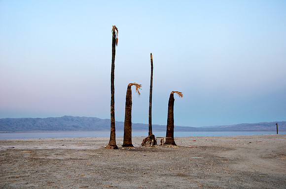 Four Dead Palms